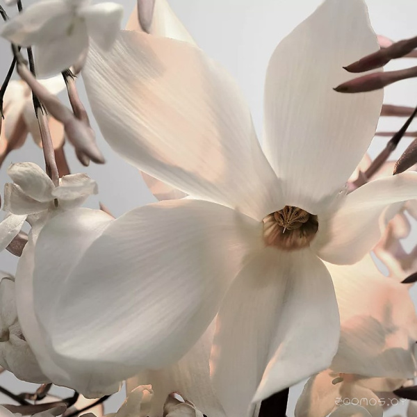 Духи PACO RABANNE Fame Parfum, 50 мл 